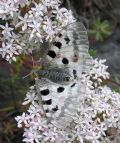 Parnassius apollo